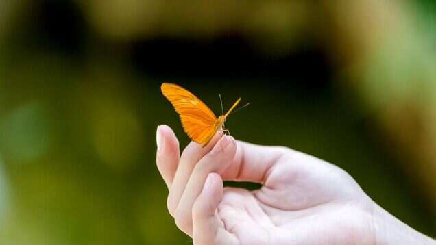 Karnataka: Butterfly Festival to start from November 7
