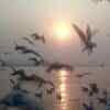 Article image for: Birdwatchers’ delight, migratory birds flock to <i class="tbold">triveni sangam</i>