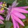​Passionflower tea