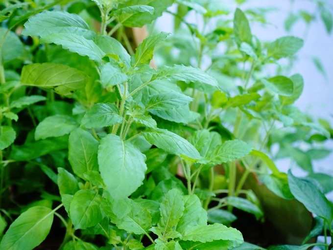 Here&#39;s why you must not chew tulsi leaves | The Times of India