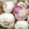 ​Garlic