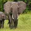An African forest elephant from Cameroon