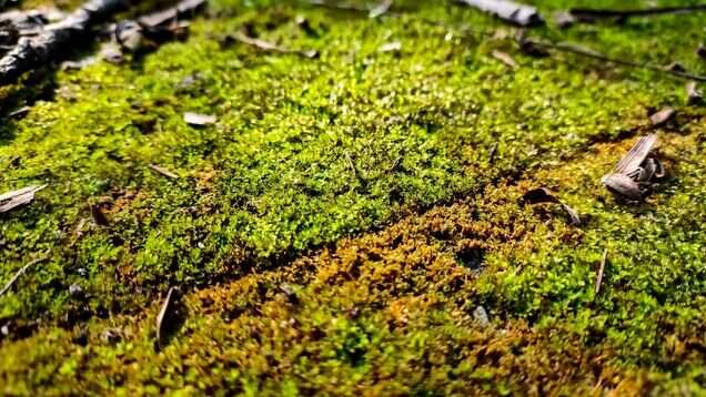 India gets its first-ever moss garden in Uttarakhand&rsquo;s Nainital district