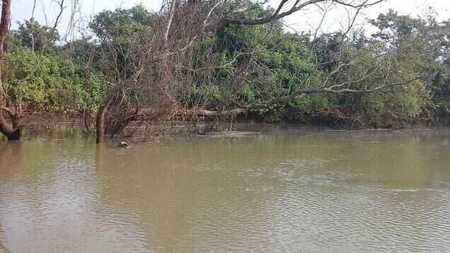 Rare migratory birds spotted at Bhitarkanika National Park in Odisha