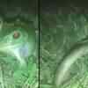 Article image for: Food chain: This <i class="tbold">frog</i> enjoyed a hearty snake