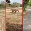 Article image for: Odisha: Elephants wreak havoc, villagers spend <i class="tbold">sleepless nights</i> in Mayurbhanj