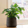 ​Get indoor plants