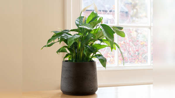 Get indoor plants