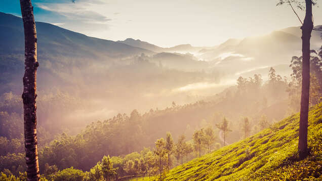 Kerala to introduce Miyawaki forest model to increase it green cover