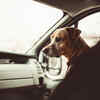 Tips To Consider Before You Take A Road Trip With Your Pet The Times Of India