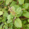 Article image for: Basil