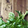 Article image for: Basil