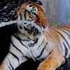 Zoo roars back to life