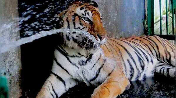 Zoo roars back to life