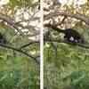 Article image for: Huge <i class="tbold">leap</i>: Meet this Indian giant squirrel