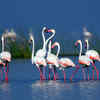 In the pink of health