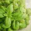 ​Have tulsi leaves