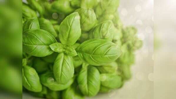 Have tulsi leaves