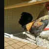 Article image for: Watch: What happens when a rooster performs '<i class="tbold">pranayam</i>'