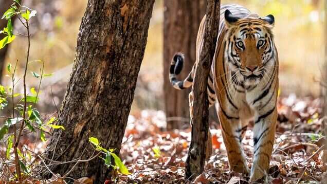 Madhya Pradesh launches country&rsquo;s first-ever tiger reserve hot air balloon safari