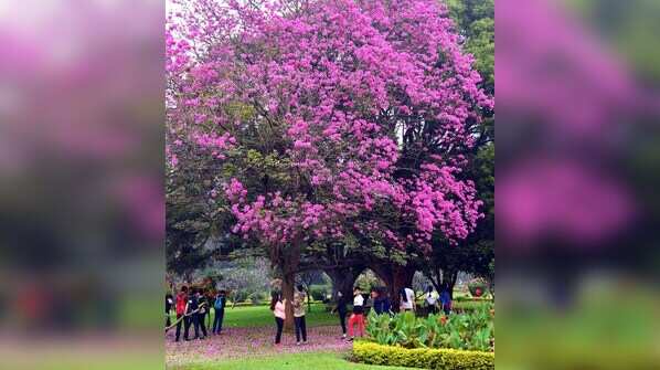 It’s raining pink