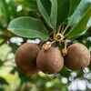 Weight Loss Winter Fruits That Can Help You Lose Belly Fat The Times Of India