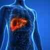 How the coronavirus affects the liver?