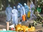 Delhi becomes ninth state to confirm bird flu