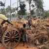 Harvest season