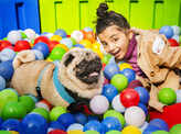 Pooches come together with their hoomans at this paw party