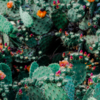Article image for: <i class="tbold">cactus</i>