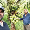 Madhavan turns barren land in a TN village into a coconut farm