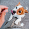 Treats, treats and treats!