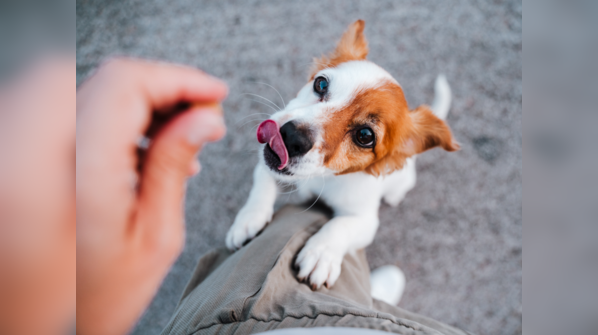 Treats, treats and treats!