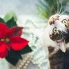 Catch your pet’s attention
