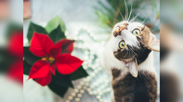 Catch your pet’s attention