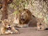 Popular wildlife sanctuaries around India  that are worth a visit