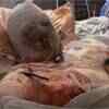 Article image for: Recovery promising from rare face <i class="tbold">hand transplant</i>