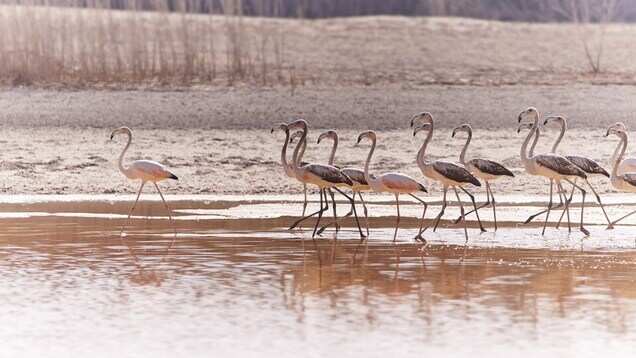 Six reasons Abu Dhabi is the perfect place for nature lovers who love life, colour, and vitality