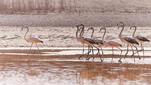 Six reasons Abu Dhabi is the perfect place for nature lovers who love life, colour, and vitality