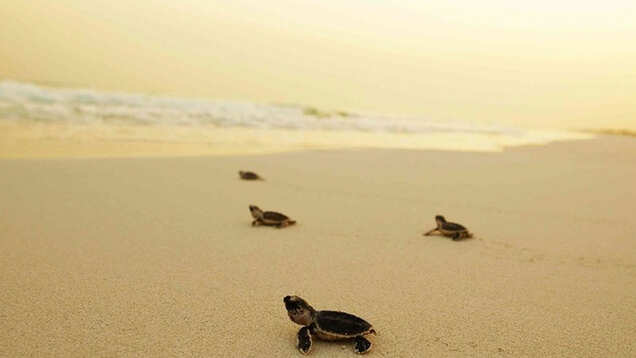 Six reasons Abu Dhabi is the perfect place for nature lovers who love life, colour, and vitality