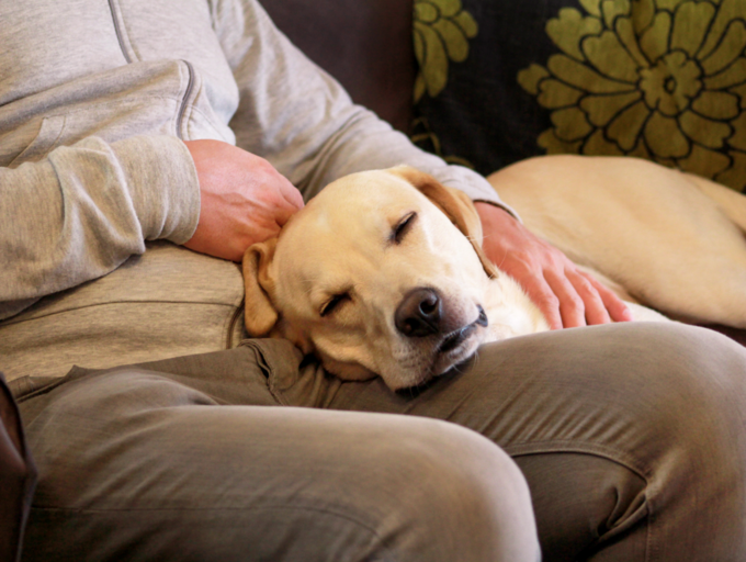 can you take your dog into pets at home