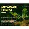 Miyawaki Forest