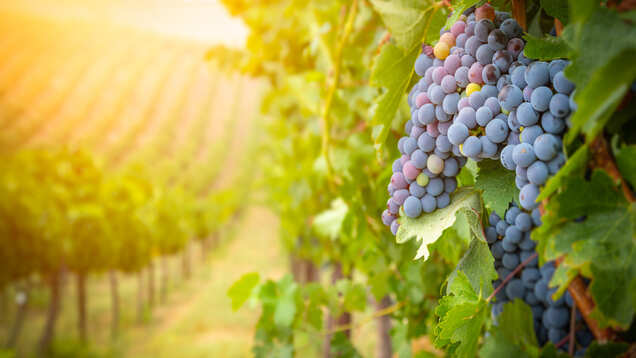 This wine town in California is offering free perk to its guests