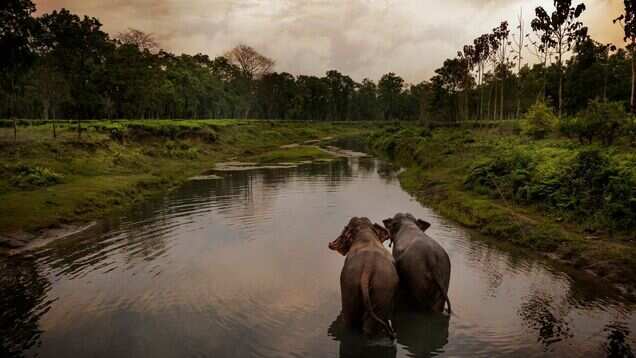 Assam's Manas National Park launches cycle safaris for tourists