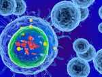 Immune system