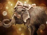  'Water For Elephants'