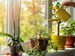 ​Watering your plants and flowers