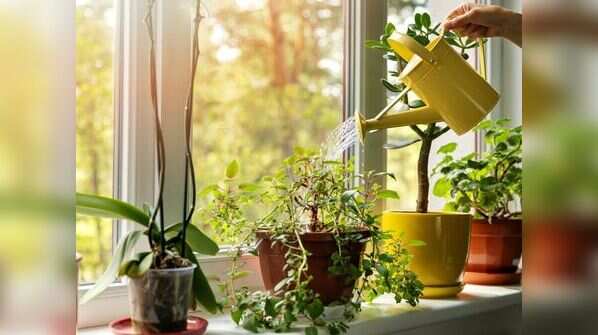 Watering your plants and flowers