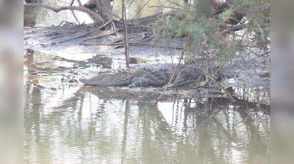 Crocodile near NMMC
